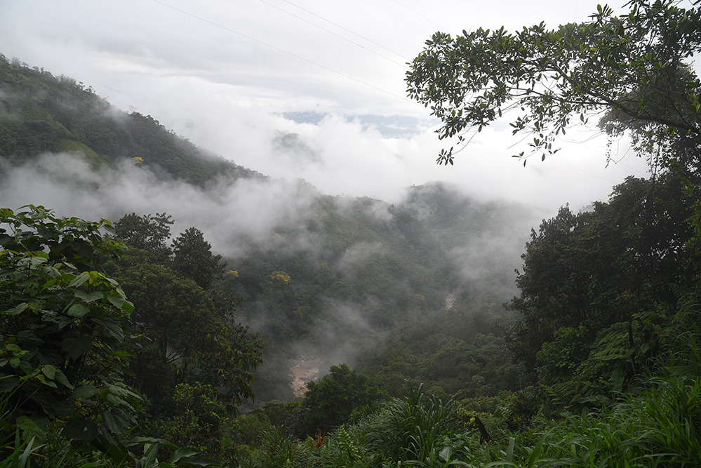 Mystical rainforest