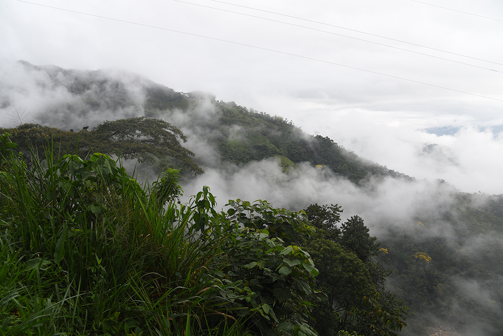 Mystical rainforest