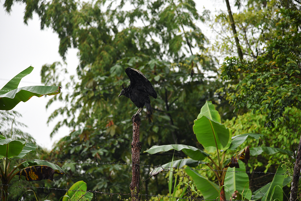 Vulture, Coragyps atratus