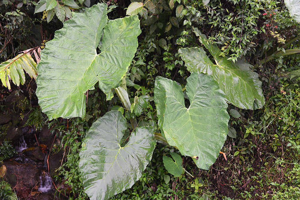  Giant leaves