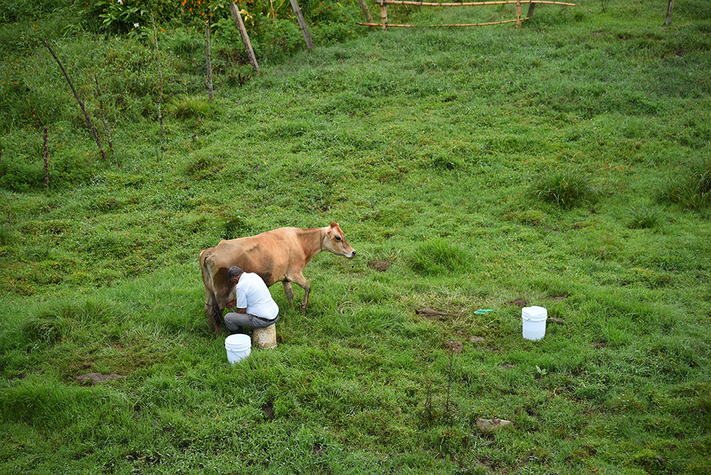 Milking in the morning