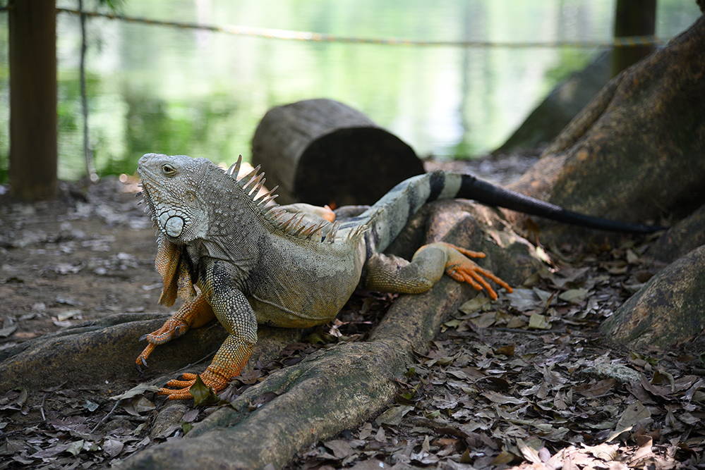 Iguana