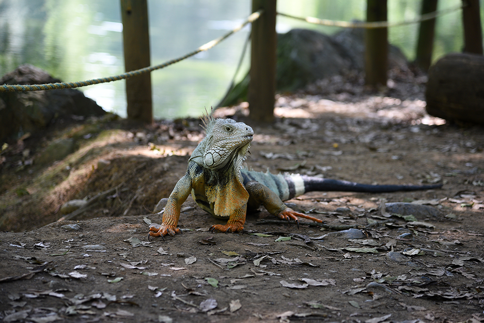 Iguana