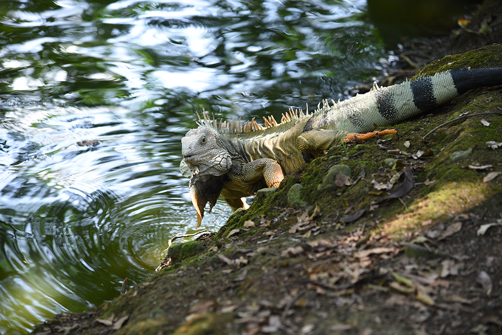 Iguana