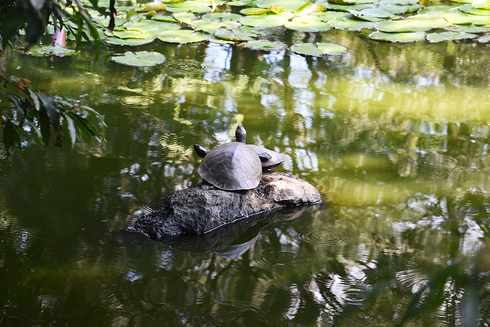  Turtles sunbathing