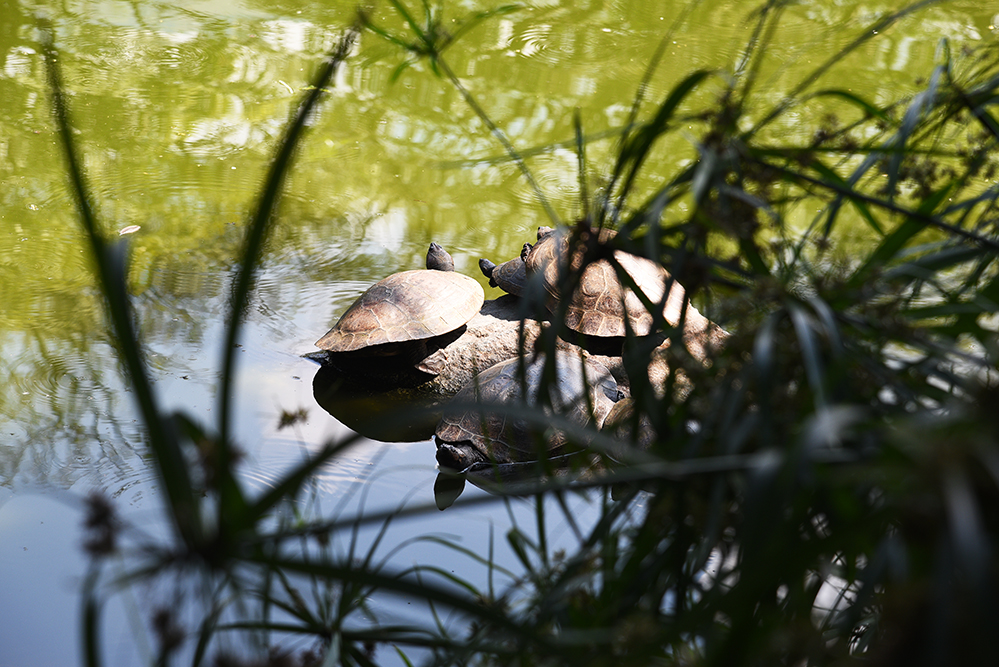  Turtles taking a sunbath