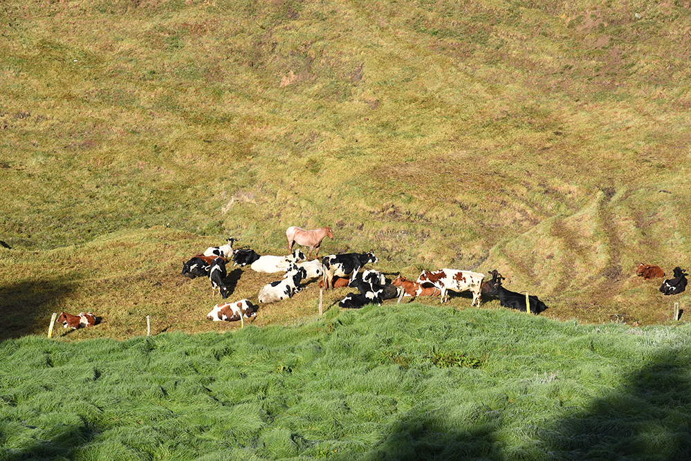 Happy cows