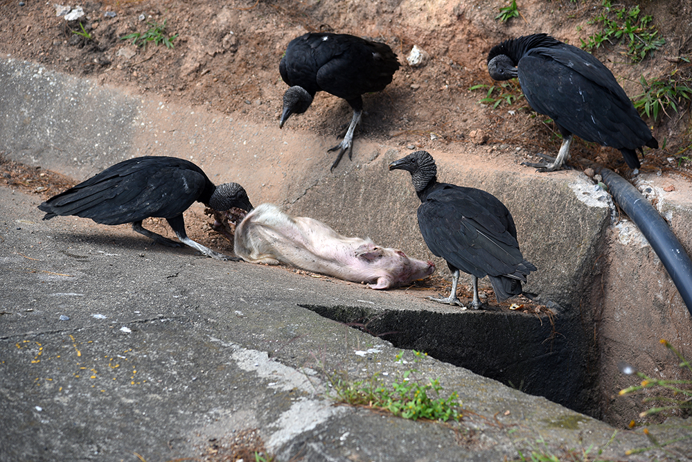  Vultures orgy