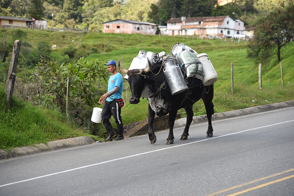 Farmer carrying  milk churns