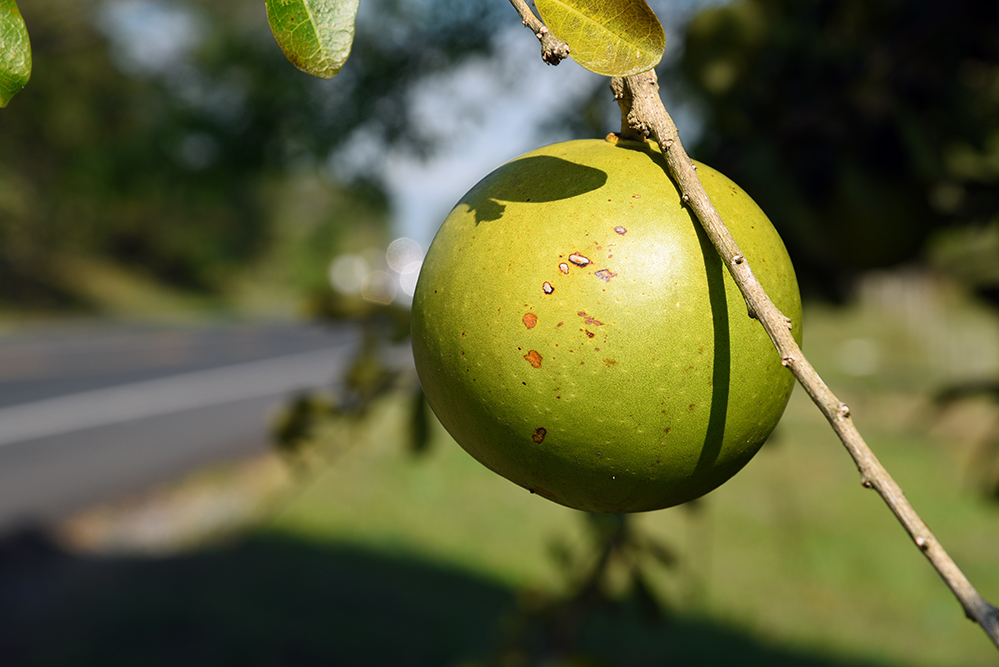 Wild huge lemon