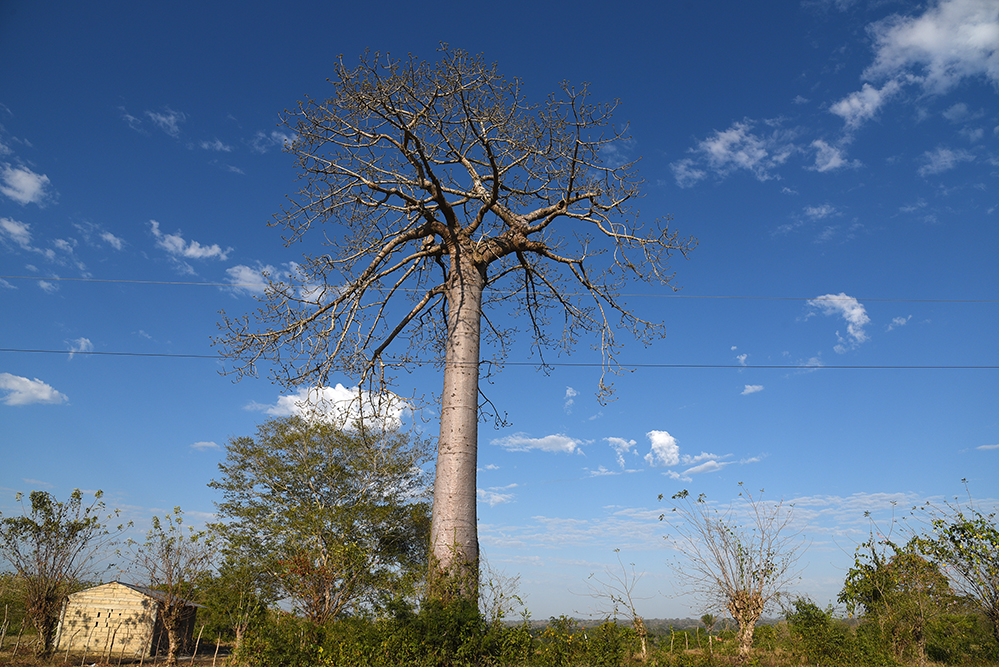 Beautiful tree