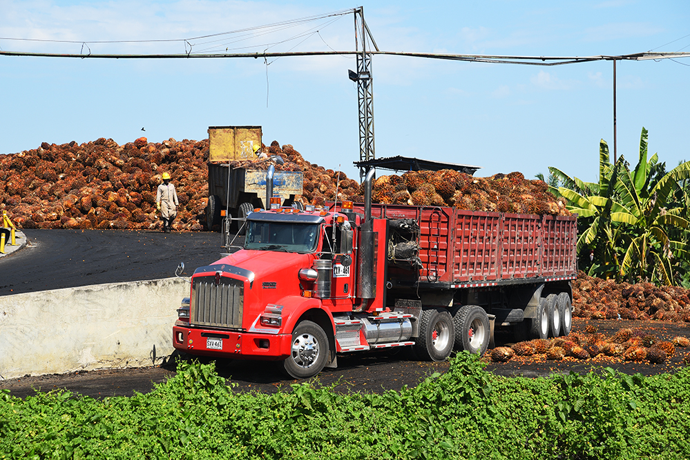 Oil palm  tree processing