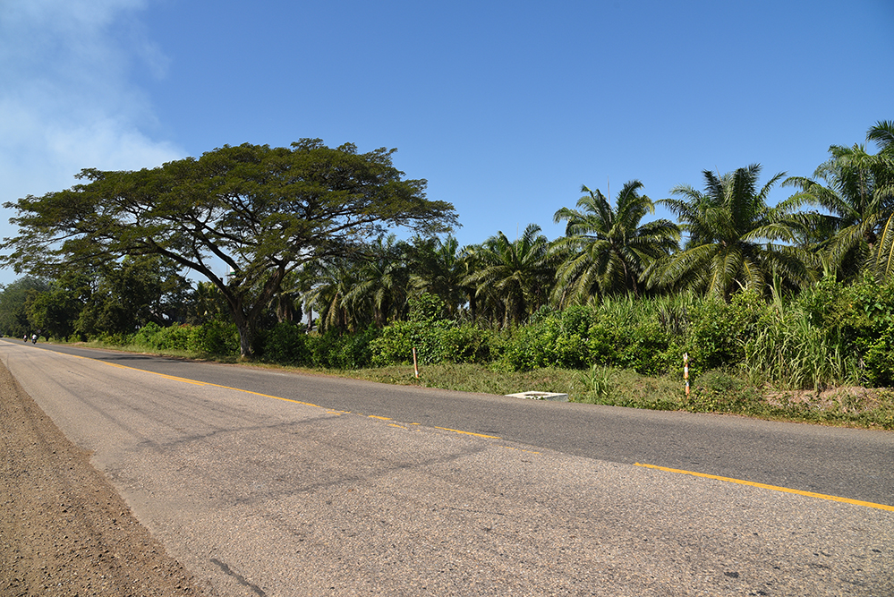 Oil palms, Elaeis guineensis