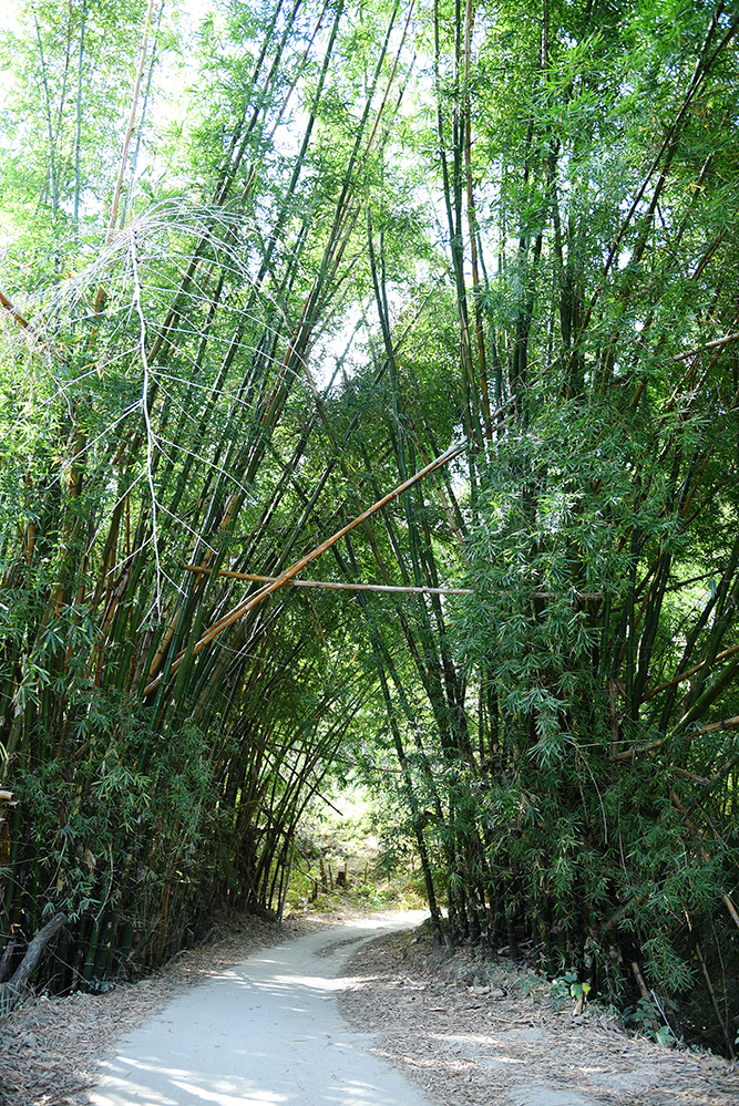 Huge Bamboos